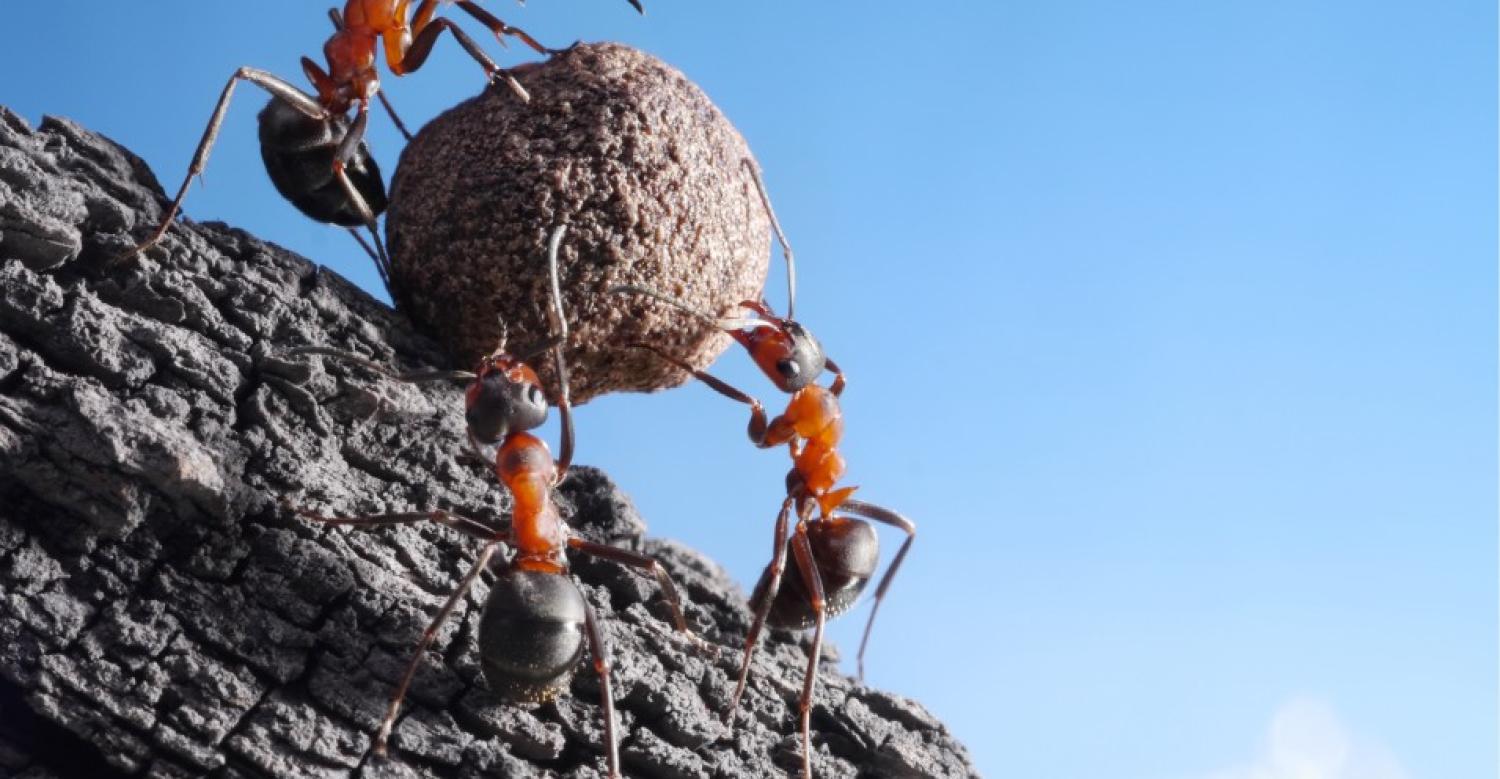 Shared Leadership - A Preamble