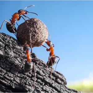 Shared Leadership - A Preamble